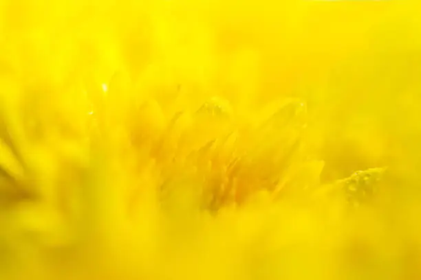 Photo of Yellow macro flower background,Yellow chrysanthemum petals macro shot