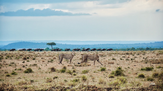 Two cheetahs passing by in front of a herd migrating blue wildebeest in the Maasai Mara National Reserve.