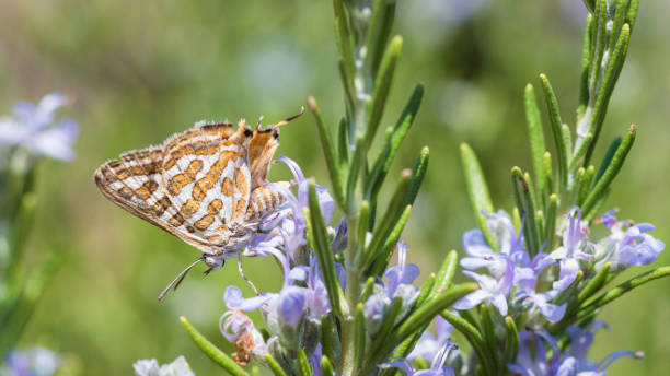 View of a single Tawny Silverline butterfly (Cigaritis Acamas) on a Rosemary shrub (Salvia Rosmarinus)