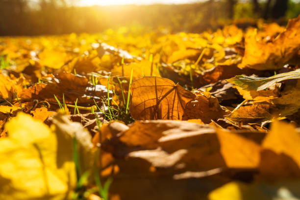 Autumn leaves in sunlight
