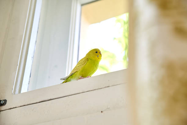 Close up of a Budgerigar parakee isolated on white background close up