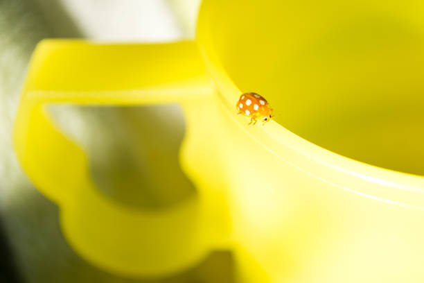 Asian Ladybug Beetle on white background