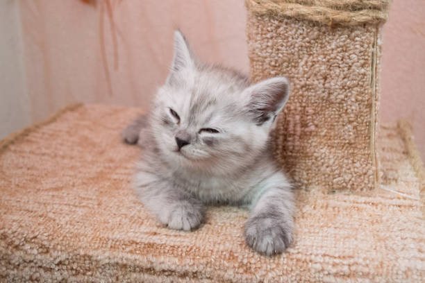 istock cute striped british kitten lying on the cat house 1413639550