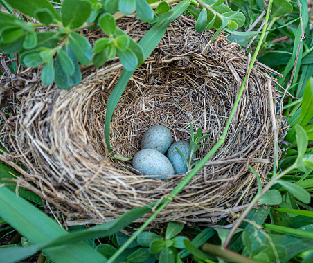 Bird's nest with three eggs