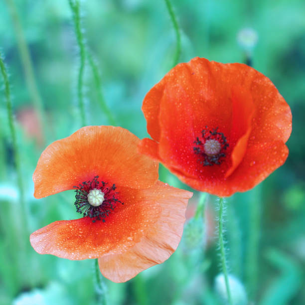 istock Red poppy flower on garden bed 1413639985
