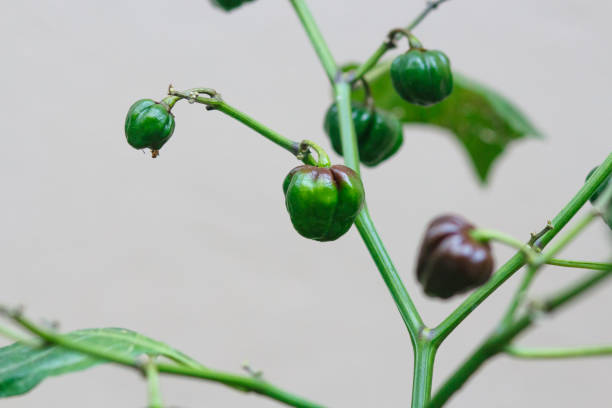 istock chocolate habanera pepper in a community garden. 1413639990