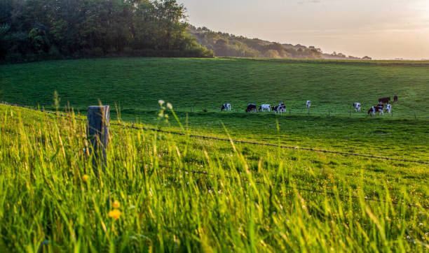 Rural idyll  in Normandy-  Normandian cows with pleasure eating fresh green grass.  Cows graze freely without a shepherd\n surrounded by a barbed fence
