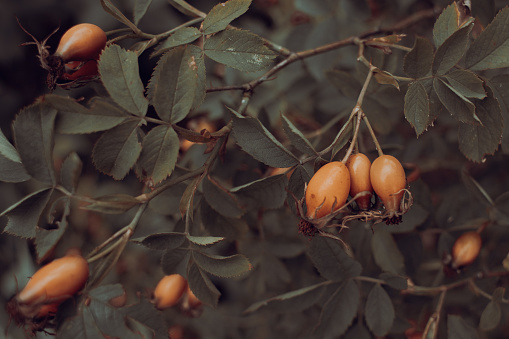 Rosehip fruits on a bush in sepia style photography
