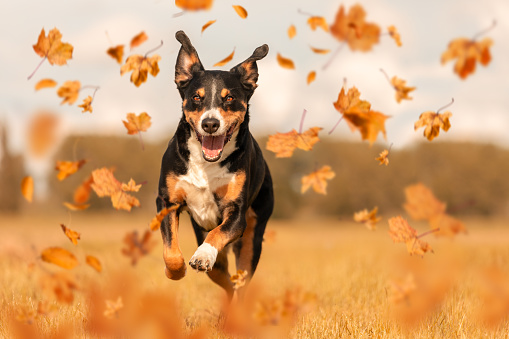 Appenzeller Sennenhund jumping in autumn leaves.