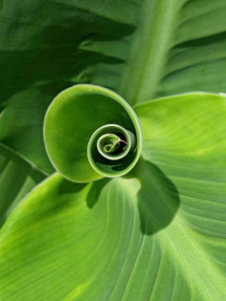istock Green canna lily leaf spiral 1413641505