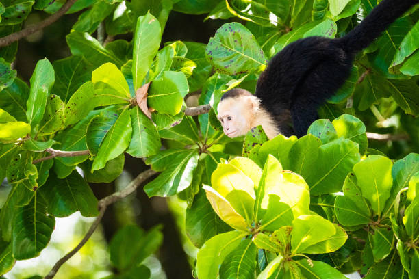 обезьяна с белым лицом в национальном парке - animals in the wild manuel antonio national park primate monkey стоковые фото и изображения