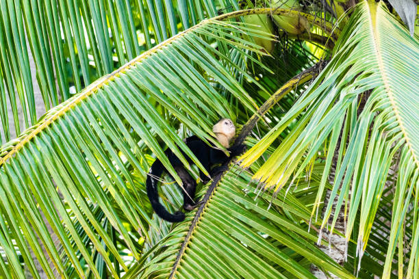 обе�зьяна с белым лицом в национальном парке - animals in the wild manuel antonio national park primate monkey стоковые фото и изображения