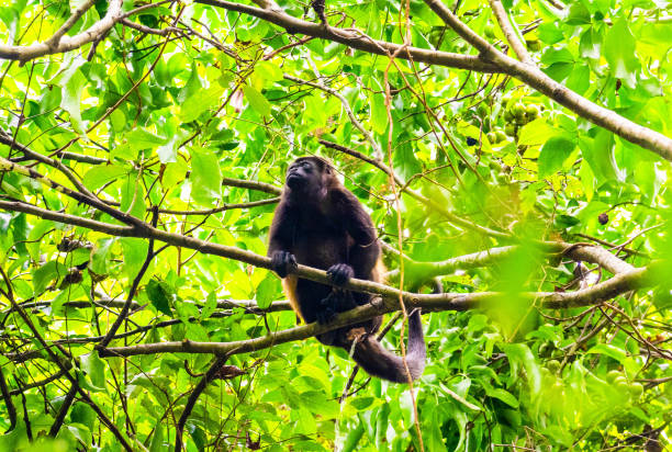 обезьяна-ревун на дереве в национальном парке мануэль антонио - animals in the wild manuel antonio national park primate monkey стоковые фото и изображения