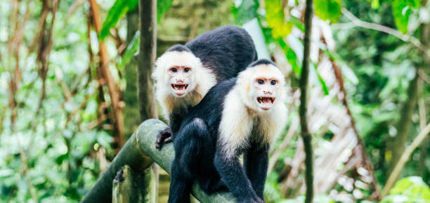 белое лицо обезьяны сердито показывает зубы в национальном парке - animals in the wild manuel antonio national park primate monkey стоковые фото и изображения