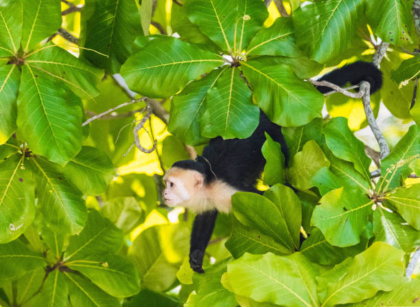 обезьяна с белым лицом в национальном парке - animals in the wild manuel antonio national park primate monkey стоковые фото и изображения