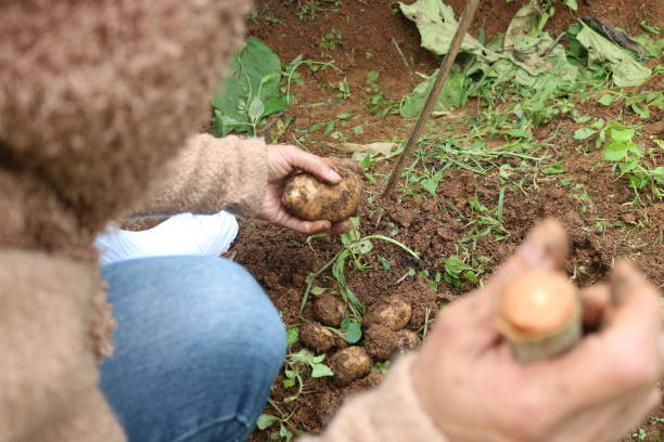istock holding a newly-harvested potato from the field 1413642294