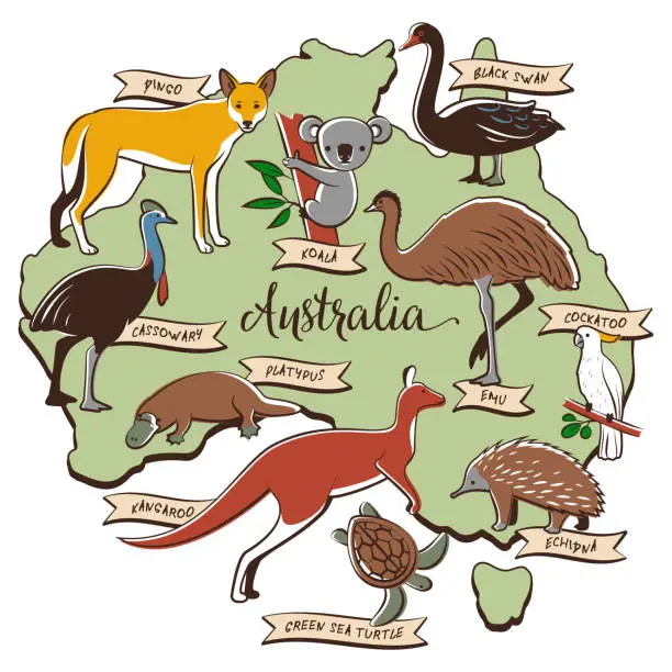 Vector illustration of Animals and birds of Australia