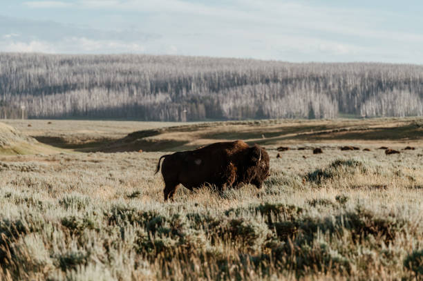 istock Bison Grazing in Hayden Valley, Yellowstone National Park 1413642766
