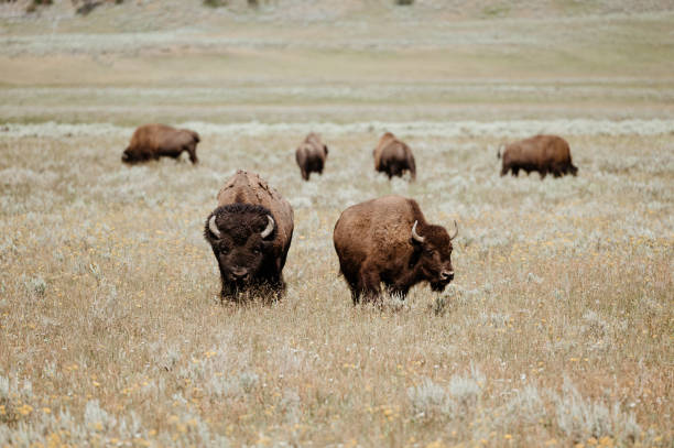 istock Bison Grazing in Hayden Valley, Yellowstone National Park 1413642851