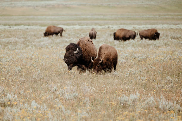 istock Bison Grazing in Hayden Valley, Yellowstone National Park 1413642853