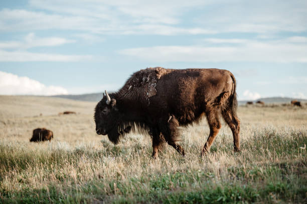 istock Bison Roaming in Hayden Valley, Yellowstone National Park 1413642890