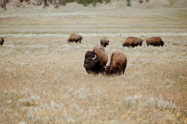 istock Bison Grazing in Hayden Valley, Yellowstone National Park 1413642891