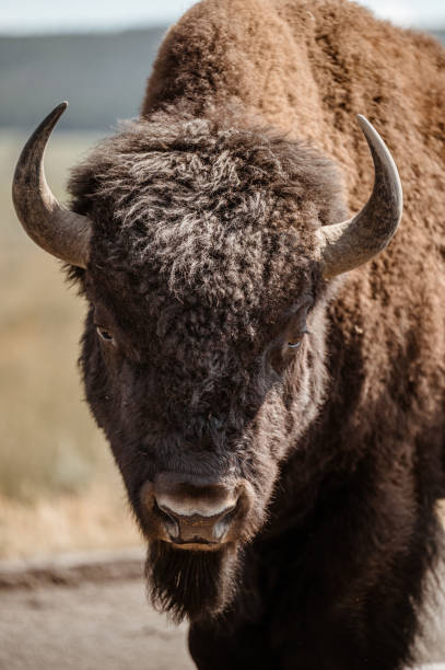 istock Bison grazing in Hayden Valley, Yellowstone National Park 1413642899