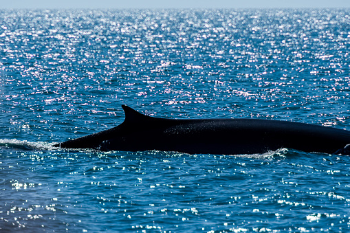 A large Grey Whale in Puerto Penasco, Mexico in Puerto Peñasco, Sonora, Mexico