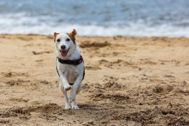 istock Dog running on the beach with a happy face 1413643816