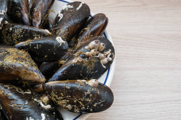 istock raw mussels close-up on a plate 1413644163