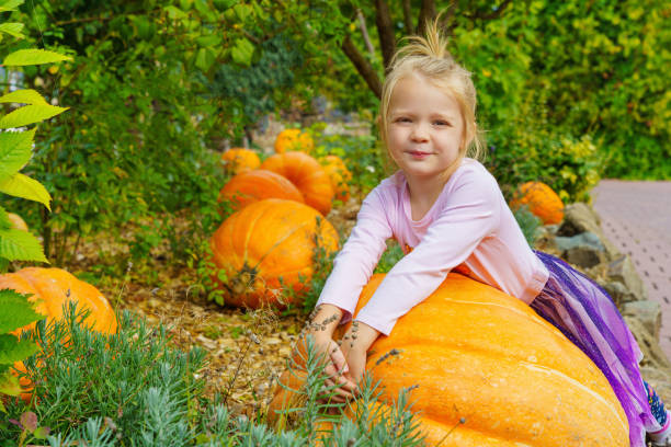 ein kleines mädchen auf dem feld voller kürbisse. - pumpkin child little girls pumpkin patch stock-fotos und bilder