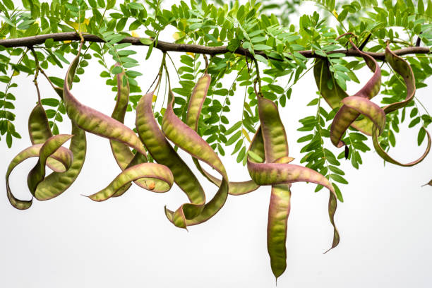 ceratonia siliqua, commonly known as the wild carob tree or carob bush, st john's-bread or locust bean or locust tree pea family, fabaceae, here you see fruits moldova, white backgroud sky - ceratonia imagens e fotografias de stock