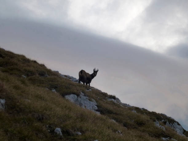 istock Chamois at Hackenkopfe mountains, Wilder Kaiser, Tyrol, Austria 1413645296