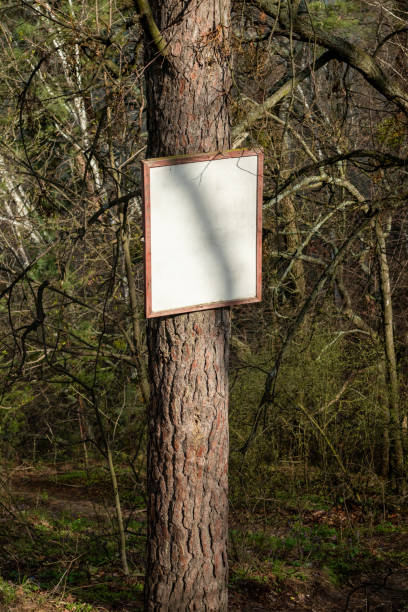 istock Blank white sign board on pine tree in the forest 1413645456