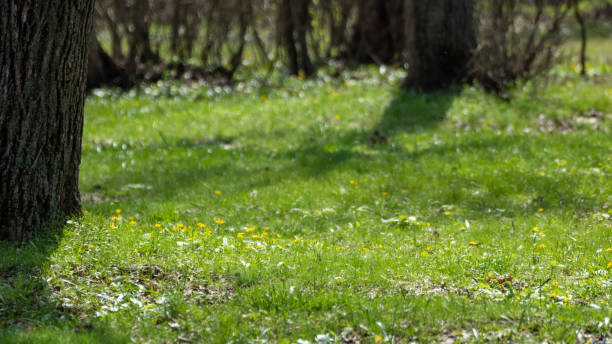 istock Green vivid grass lawn in sunny spring forest 1413645677