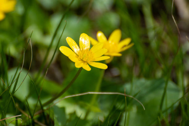 istock Yellow pilewort spring flower blooming close-up 1413645709