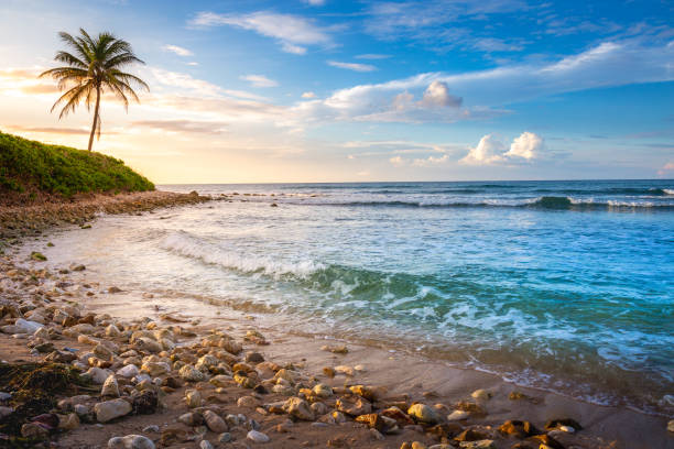 paraíso tropical: playa caribeña con una sola palmera, montego bay, jamaica - agua de jamaica fotografías e imágenes de stock