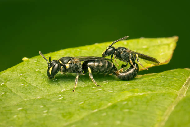 Hylaeus bees mating on a green leaf with green background stock photo