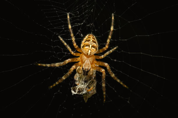 istock Cross orbweaver spider webbibg its prey on a dark background 1413646912