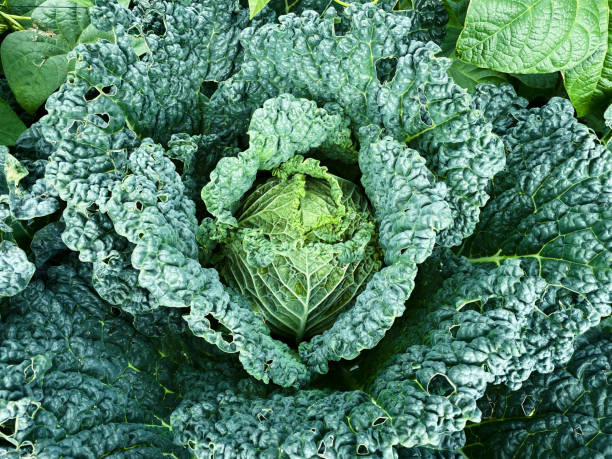 istock Cabbage plant in vegetable garden. Top view. 1413647040