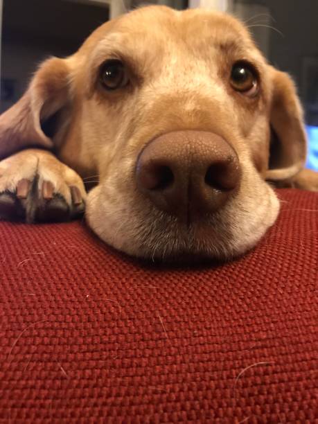 istock Cute Dog Close Up Laying on Red Couch 1413647114