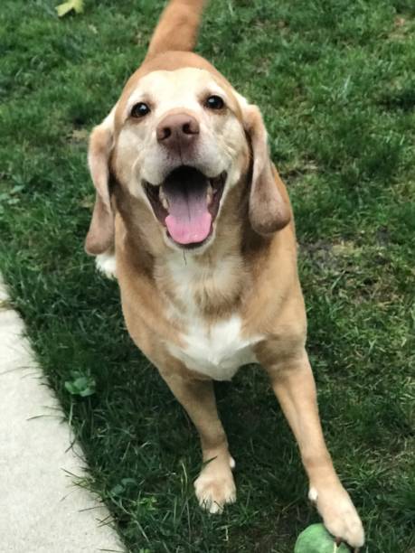 istock Happy Dog Playing Fetch With Ball in the Grass 1413647119