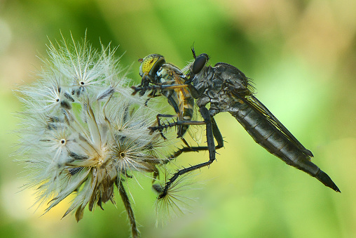 Robberfly Macro Insect