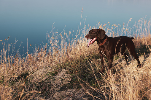 Cute German Shorthaired Pointer dog near river