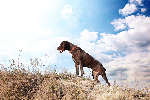 Cute German Shorthaired Pointer dog on hill outdoors