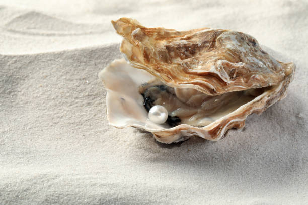 istock Open oyster with white pearl on sand 1413648322