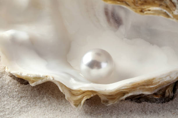 Open oyster with white pearl on sand, closeup Open oyster with white pearl on sand, closeup pearl jewellery stock pictures, royalty-free photos & images