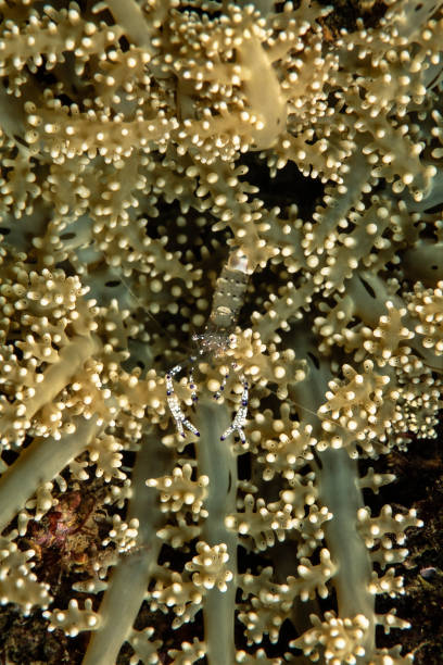 istock Commensal shrimp, Periclimenes venutus 1413648508