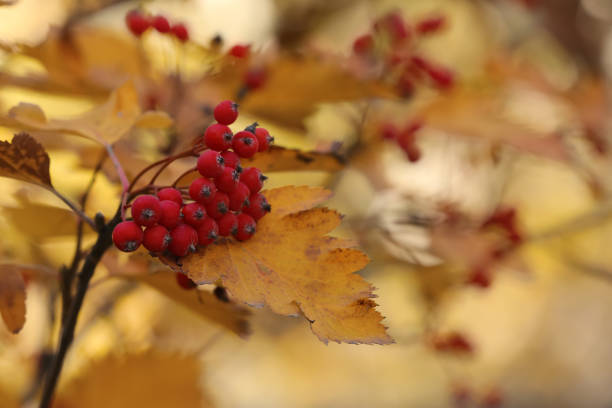 istock Rowan tree branch with red berries outdoors, closeup. Space for text 1413648655