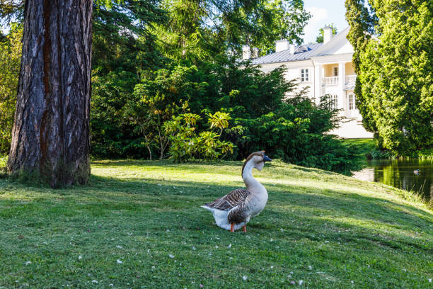 istock Wild ducks stand on the grass near the pond 1413648718